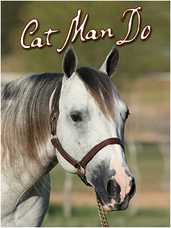 Mowery Cutting Horses - Cat Man Do
